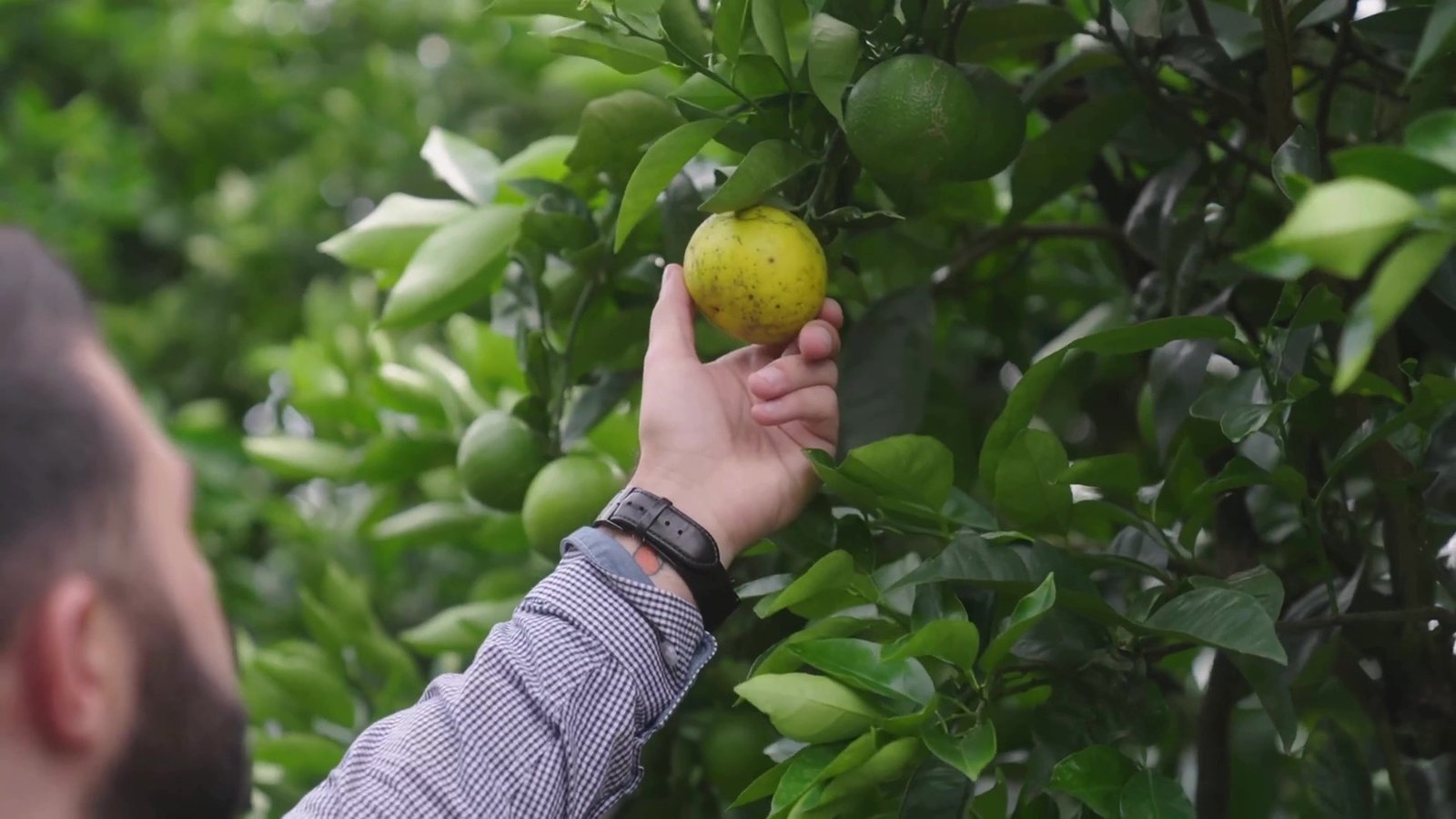 hand holding lemon on orchard