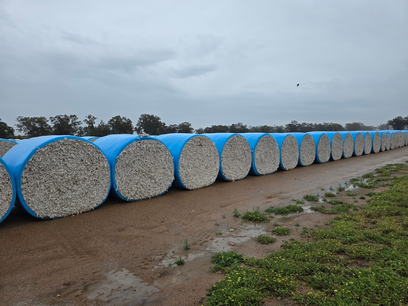 bales of wool